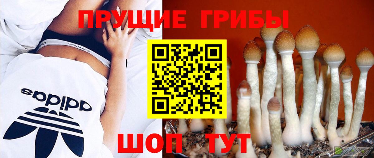 Казань  Галлюциногенные грибы Psilocybine cubensis  Вход с VPN 